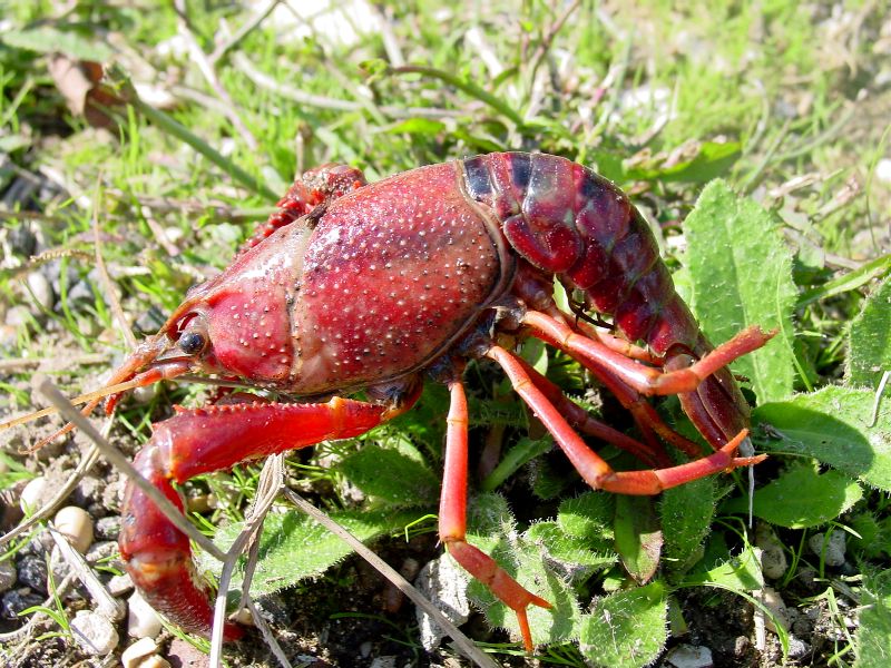 Procambarus clarkii